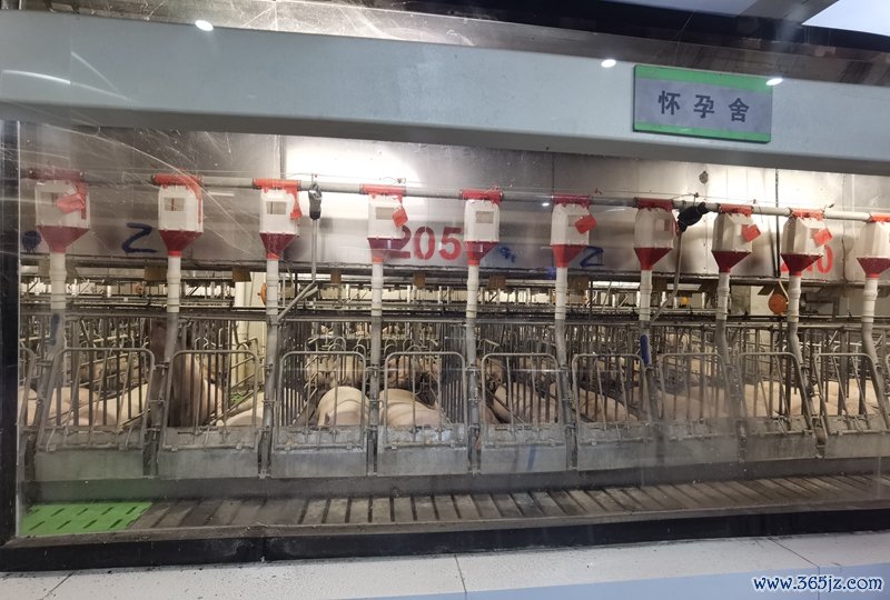 一家国内养猪场的怀胎舍   影相/马纪朝