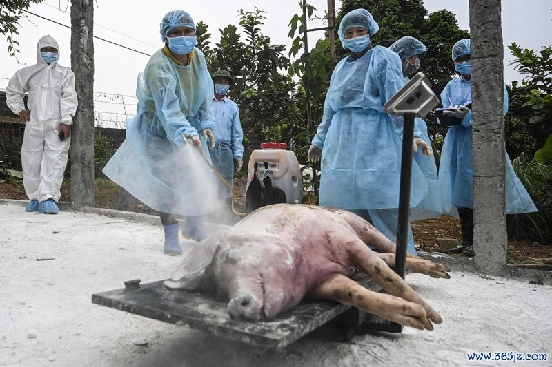 当地时期2019年5月27日，越南河内，卫生官员在猪的尸体上喷洒消毒剂，将其掩埋在坑中，以阻遏非洲猪瘟传播    视觉中国图