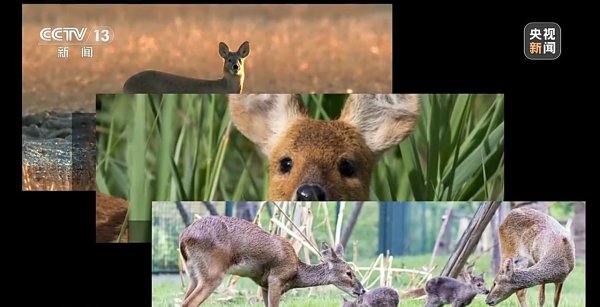 万博manbext体育官网娱乐网愈加故意于野天真物的衍生、迁移-万博manbext体育官网「中国」官方网站登录入口